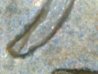Cent 1957D 1E.jpg