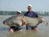 catfish.JPG