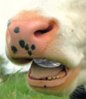 chewingcud.jpg
