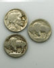 2012-11-22Buffalos.jpg