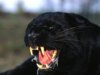 black-panther-1.jpg