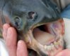fish-with-human-teeth-a.jpg
