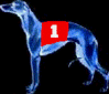 sjsgreyhound1_e0.gif