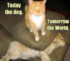 catdog.jpg