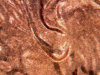 2006-ear.jpg