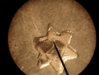 18788tailtrievidence1chat.jpg