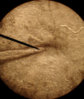 morganSQUIGGLEBEHINDEYE2.jpg