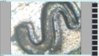 2009 double die s.jpg