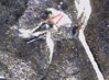 1sr1996D-O-eyessideside.jpg