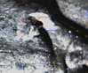 1sr1996D-O-topandbottomeyewitharrows.jpg