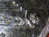 1sr1996D-R-FG2.jpg