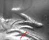 64D DDO-001 marker (1).jpg