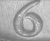 64D DDO-001 6 of date.jpg