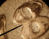 2nd8ddsplittop.jpg