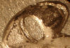 2nd8ddsplittop2.jpg