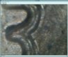 0002 lincoln 1983 doubled died obv .jpg