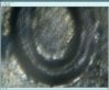 0009 1c 1983 doubledied obv.jpg