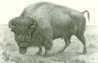 B47 bison.jpg
