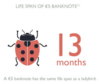 ladybird.jpg