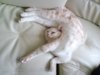 yoga cat.jpg