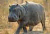 hippo 2.jpg