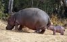 hippo 3.jpg