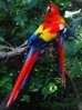 Macaws.jpg