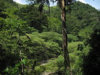 Honduran rainforest.jpg