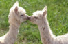 alpaca_kiss.jpg