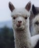 alpaca.jpg