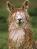 1081167~Alpaca-Portrait-Altiplano-Bolivia-Posters.jpg