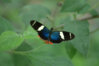costa rica butterfly.jpg