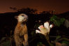 kinkajou panama.jpg