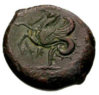 hippocamp b.jpg