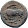 bull & dolphin b.jpg