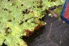 Copy of IMG_4740.jpg