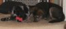 fun loving pet owners.jpg