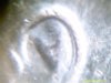 1994%20ear%20005.jpg