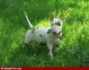 dog-st-paddys-day.jpg