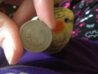my nickel 2.jpg