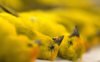 dead-canary-e1340463002614.jpg