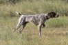 Bing will hunt.jpg