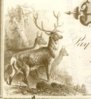 Robbins Burrall deer.jpg