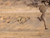 cheetah22.jpg