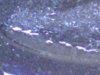 Coin 4-2 Full neck and pod -slight closer.jpg