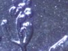 Coin 4-4 Full neck and pod - slight closer.jpg