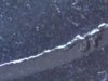 Coin 2-2-Full neck and pod close up.jpg