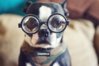cute-dog-funny-glasses-pet-Favim.com-42794.jpg