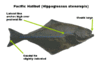 Eng Halibut.gif