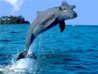 12927251_d3df_625x1000.jpg